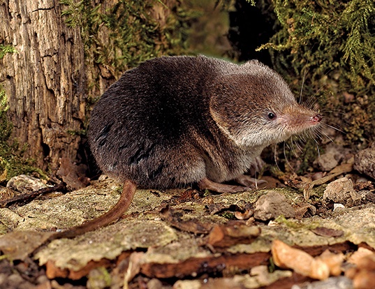 MASKED SHREW LIFE EXPECTANCY