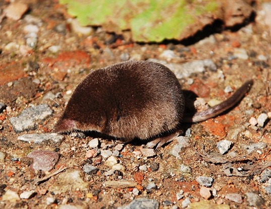 eurasian-pygmy-shrew-life-expectancy