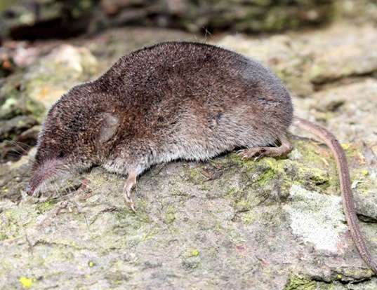 TROWBRIDGE'S SHREW LIFE EXPECTANCY