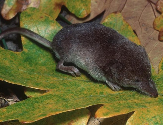 MASKED SHREW LIFE EXPECTANCY