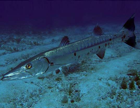 GREAT BARRACUDA LIFE EXPECTANCY