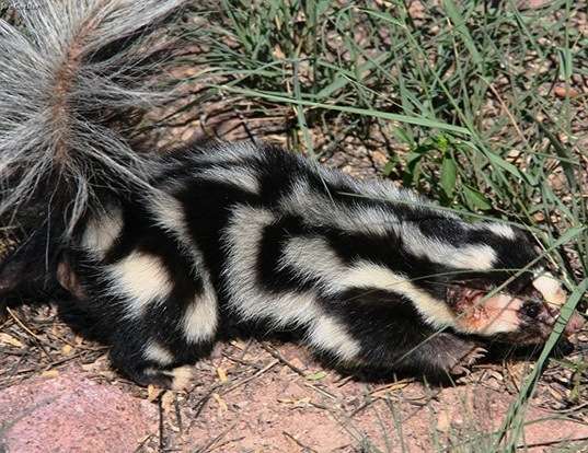 EASTERN SPOTTED SKUNK LIFE EXPECTANCY