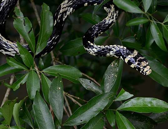 YELLOW-TAILED CRIBO LIFE EXPECTANCY