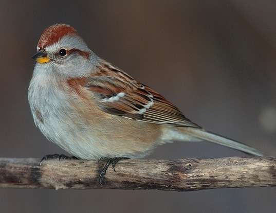 HOUSE SPARROW LIFE EXPECTANCY