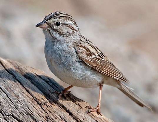 HOUSE SPARROW LIFE EXPECTANCY