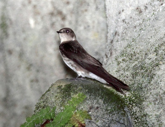 Northern Rough-winged Swallow Life Expectancy