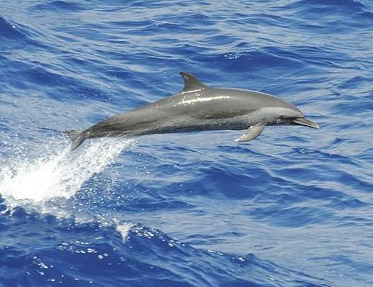 PANTROPICAL SPOTTED DOLPHIN LIFE EXPECTANCY