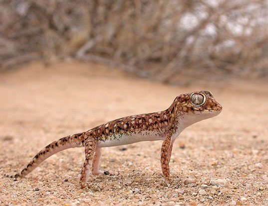 ELEGANT GECKO LIFE EXPECTANCY