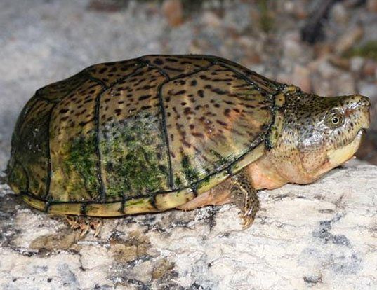 RAZOR-BACKED MUSK TURTLE LIFE EXPECTANCY