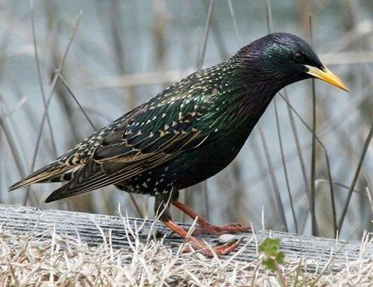 STARLING LIFE EXPECTANCY