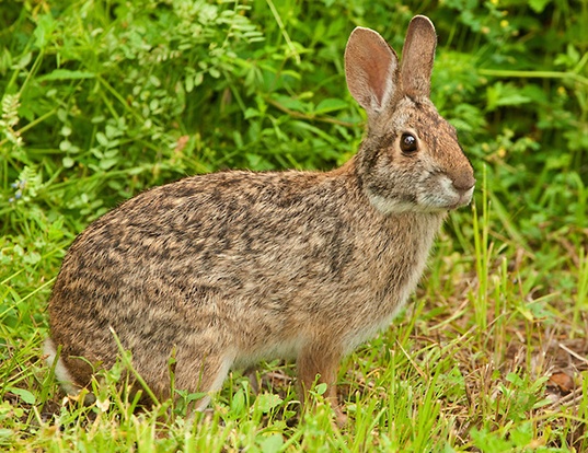 Eastern Cottontail Life Expectancy