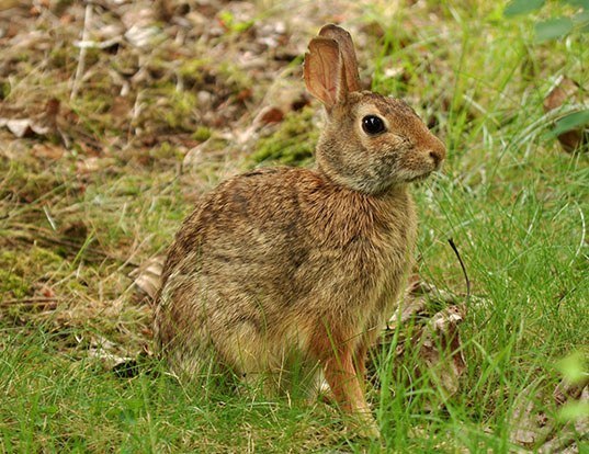 Eastern Cottontail Life Expectancy