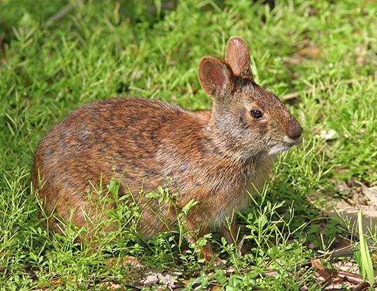 ROBUST COTTONTAIL LIFE EXPECTANCY