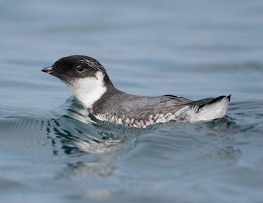 ANCIENT MURRELET LIFE EXPECTANCY