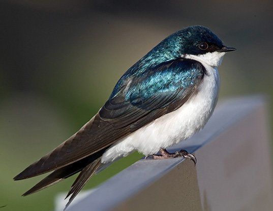 BARN SWALLOW LIFE EXPECTANCY