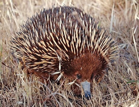 SHORT-BEAKED ECHIDNA LIFE EXPECTANCY