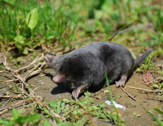 EUROPEAN MOLE LIFE EXPECTANCY