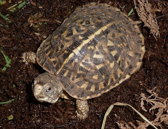 ORNATE BOX TURTLE LIFE EXPECTANCY