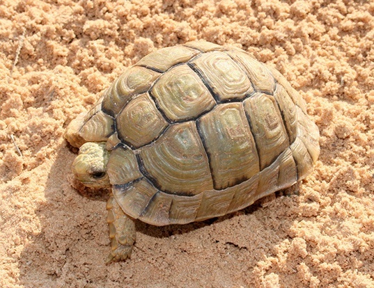 EGYPTIAN TORTOISE LIFE EXPECTANCY