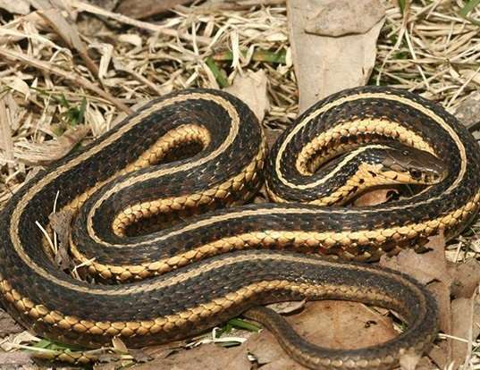 YELLOW-TAILED CRIBO LIFE EXPECTANCY