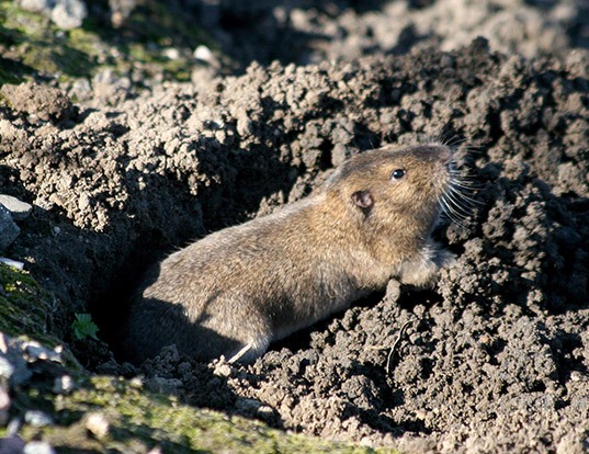 MOUNTAIN POCKET GOPHER LIFE EXPECTANCY