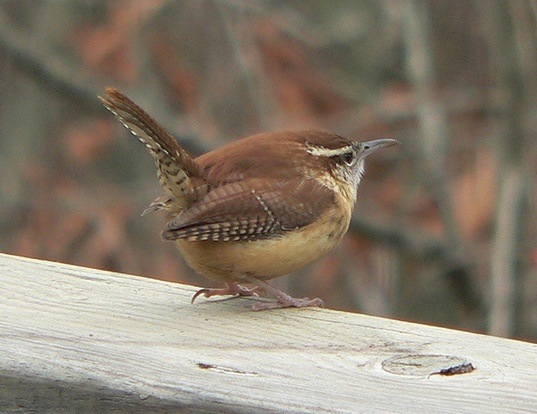 HOUSE WREN LIFE EXPECTANCY