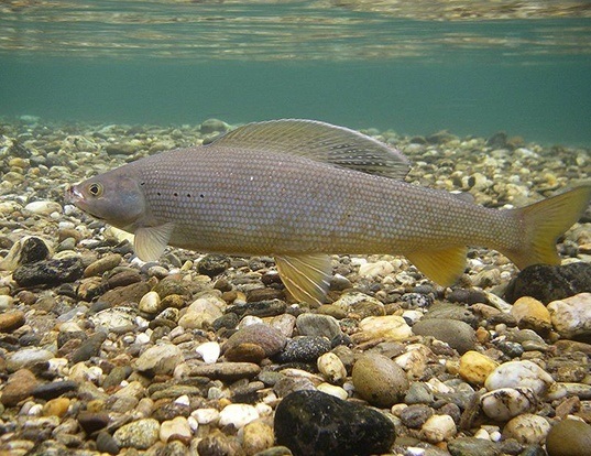 ARCTIC GRAYLING LIFE EXPECTANCY