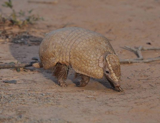 Life Expectancy Of An Armadillo