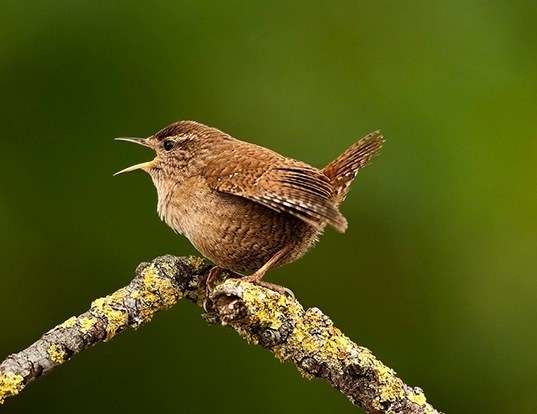 WINTER WREN LIFE EXPECTANCY