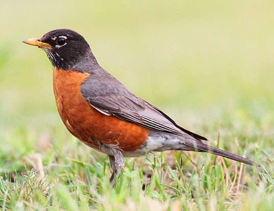 American Robin Life Expectancy