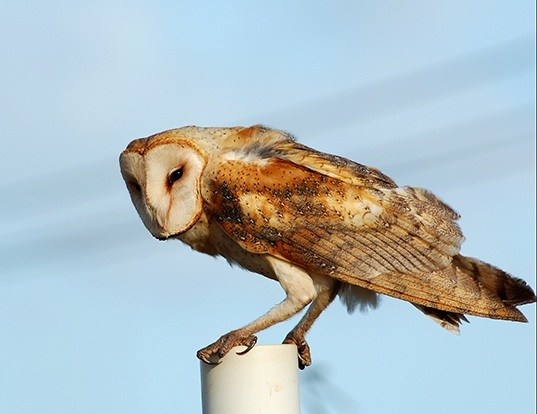 Barn Owl Life Expectancy