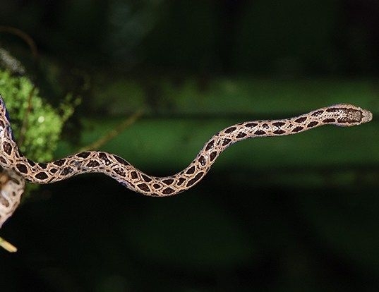 scientific name for boa constrictor