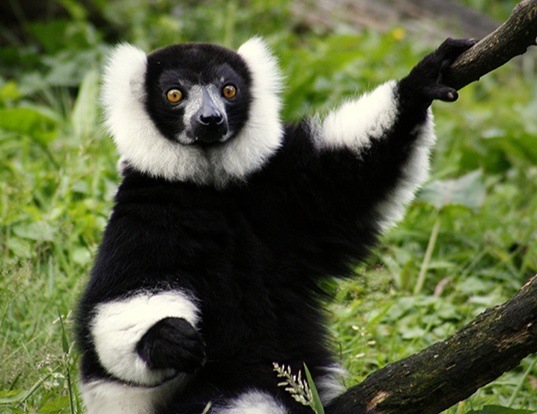 Black And White Ruffed Lemur Life Expectancy