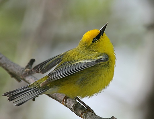 YELLOW-RUMPED WARBLER LIFE EXPECTANCY