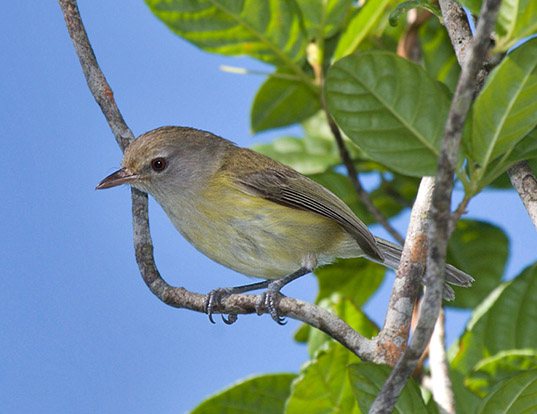 PUERTO RICAN VIREO LIFE EXPECTANCY