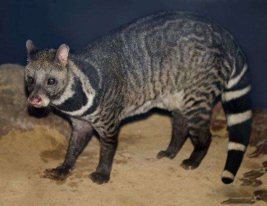 ESPERANZA DE VIDA DE LOS MALABAR CIVET   Viverra Civettina.min 