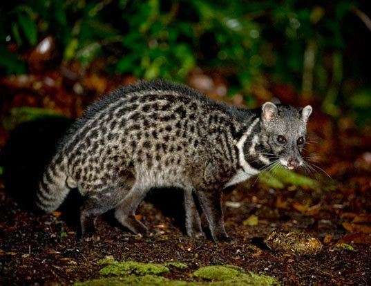 MALAY CIVET LIFE EXPECTANCY