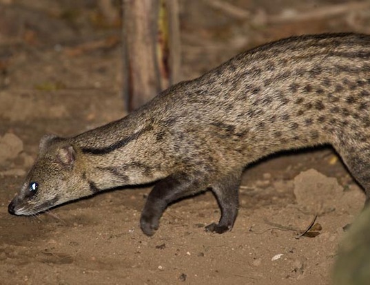 SMALL INDIAN CIVET LIFE EXPECTANCY   Viverricula Indica 