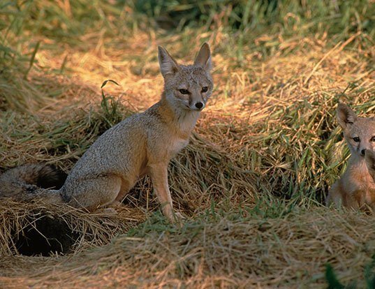 GRAY FOX LIFE EXPECTANCY