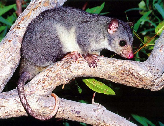 BRUSHTAIL POSSUM LIFE EXPECTANCY