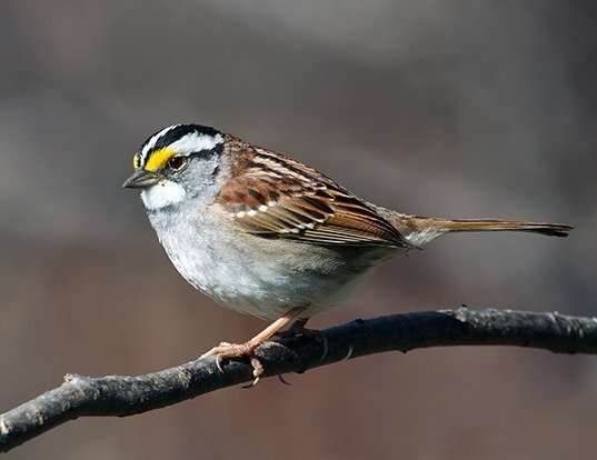 HOUSE SPARROW LIFE EXPECTANCY