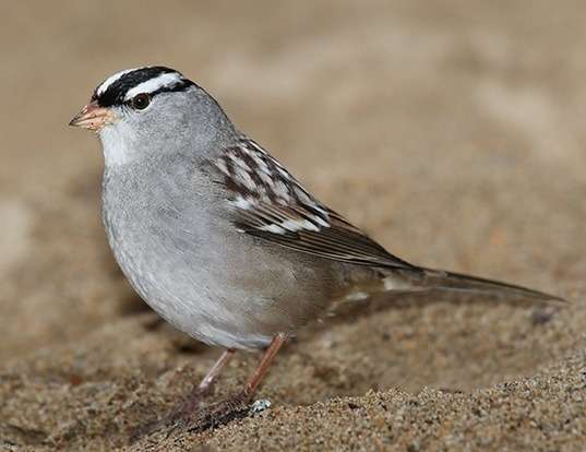 HOUSE SPARROW LIFE EXPECTANCY