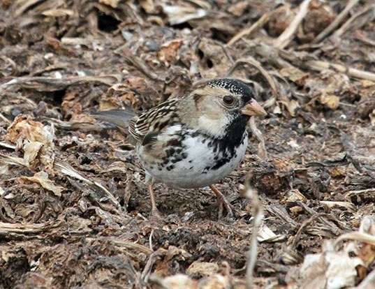 HOUSE SPARROW LIFE EXPECTANCY