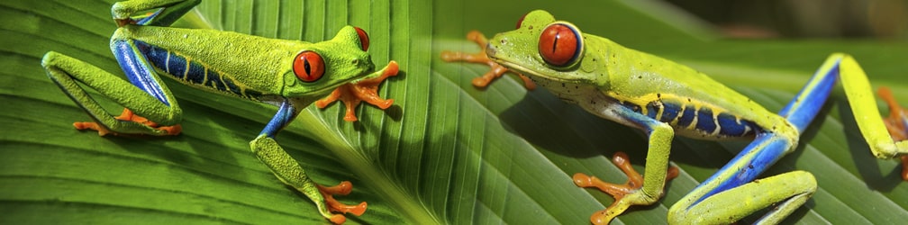 AMPHIBIAN LIFE EXPECTANCY